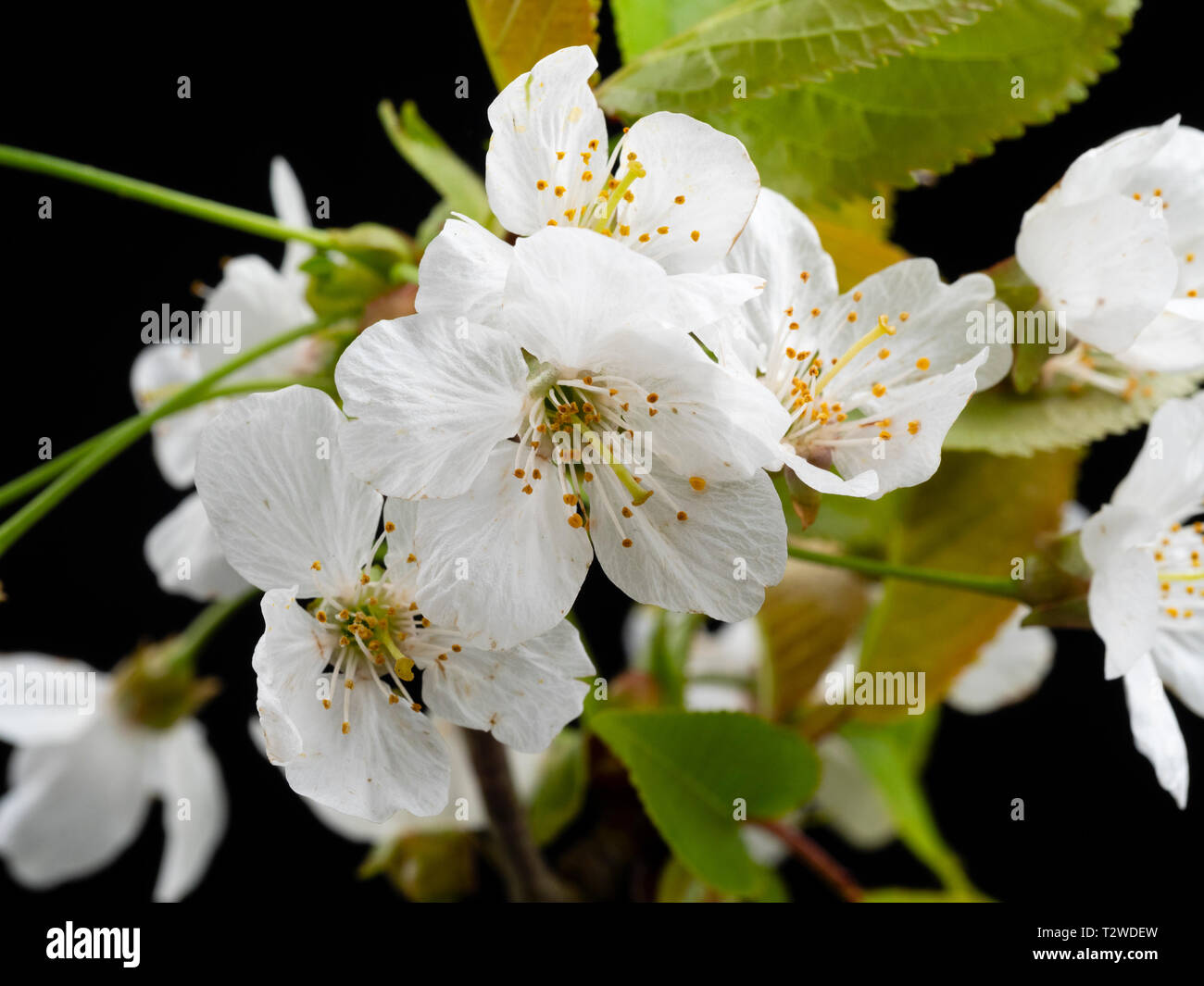 Close up of white single flowers of the wild cherry tree, Prunus avium, in early spring bloom against a black background Stock Photo