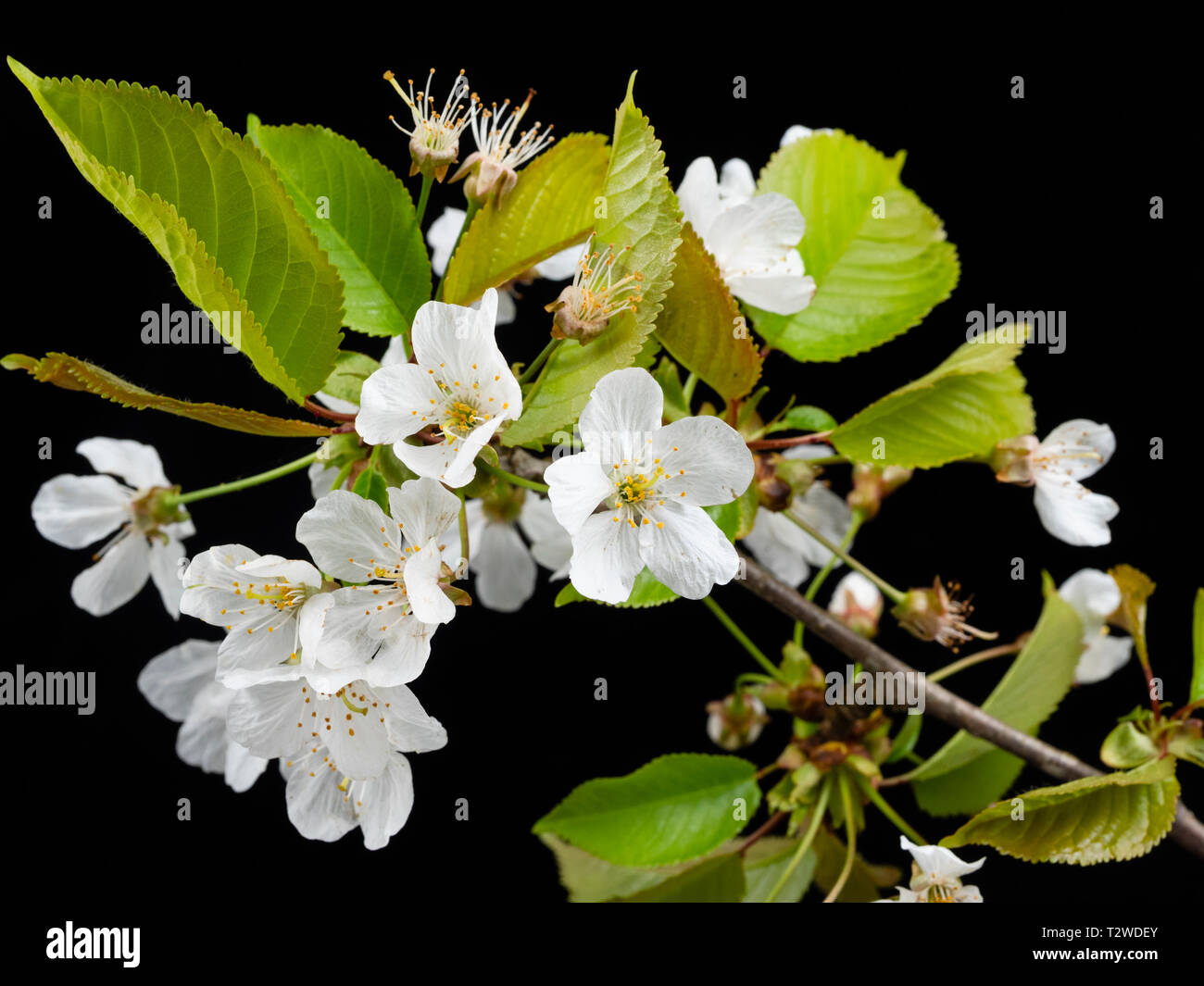 White single flowers of the wild cherry tree, Prunus avium, in early spring bloom against a black background Stock Photo