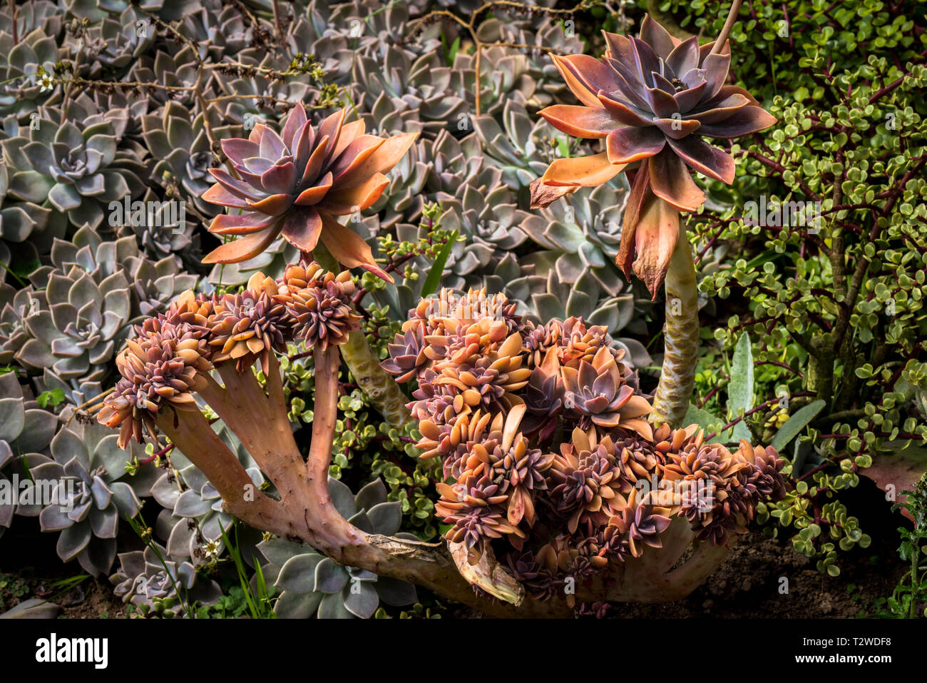 Dudleya - Echeveria succulent plant garden Stock Photo