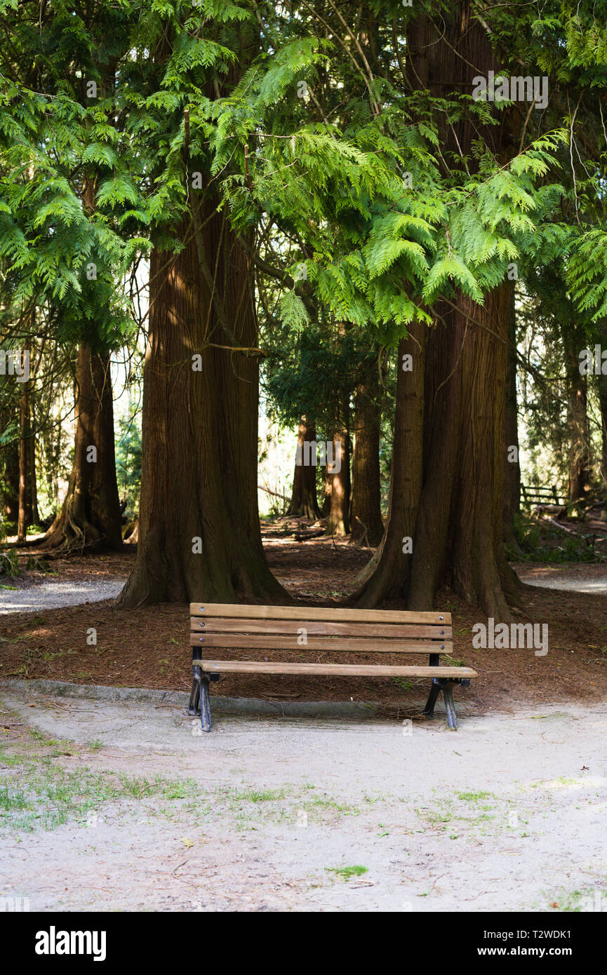 A wooden park bench in the gardens of Bear Creek Park, Surrey, British Columbia, Canada Stock Photo