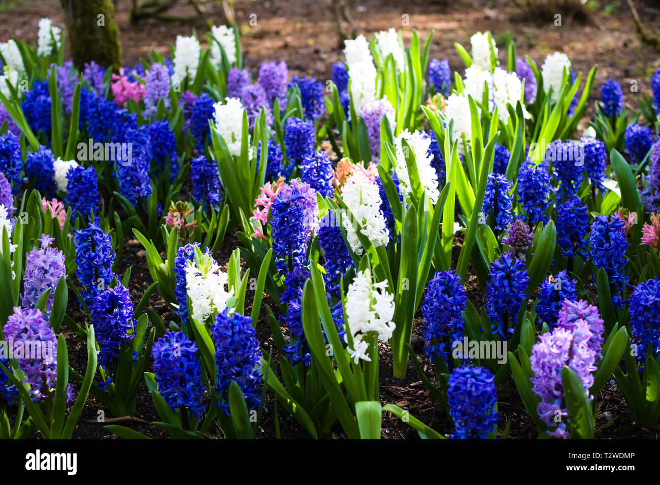 Colorful Flowers in the Gardens in Bear Creek Park, Surrey, British Columbia, Canada Stock Photo