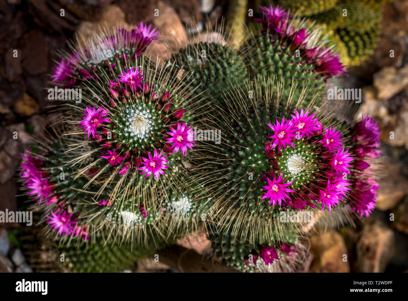 Ball Cactus (parodia magnifica) with flowers Stock Photo