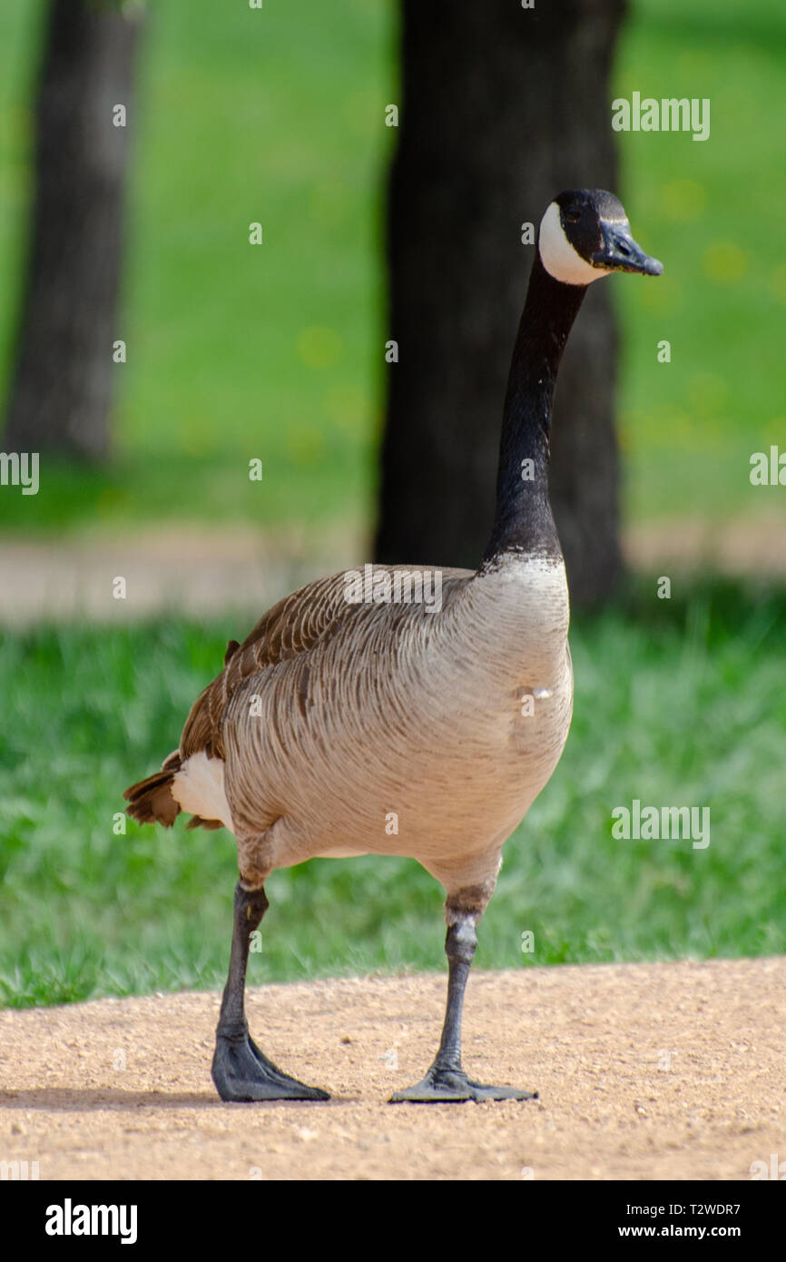 Geese Setting Canada geese in an urban setting during the summer Stock Photo - Alamy
