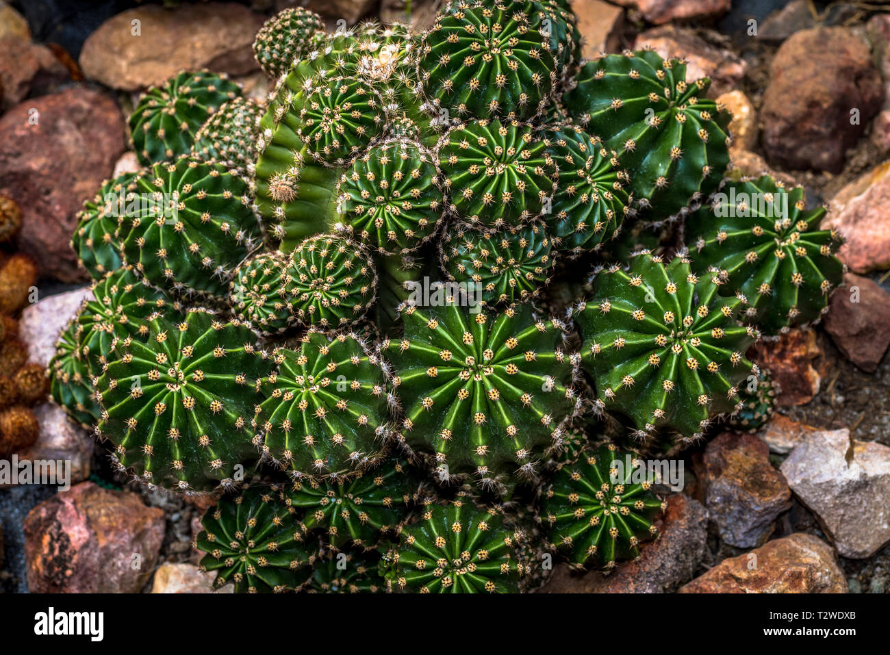 Ball Cactus High Resolution Stock Photography And Images Alamy