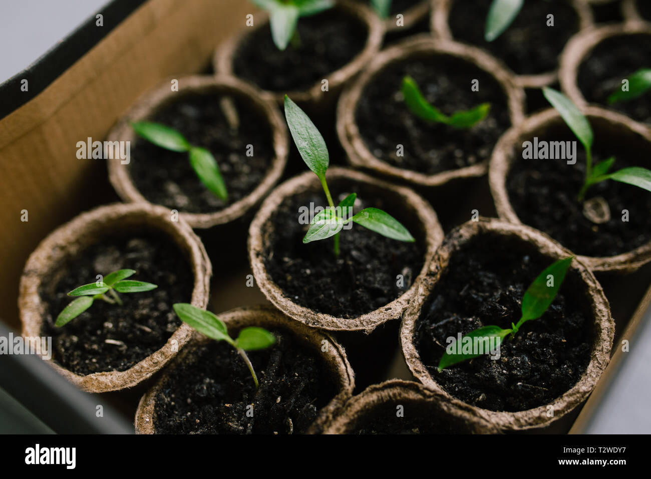 Gardening background. Young fresh seedling growing in pot. Closeup seedlings potted in peat tray. New life. The young plant grows from the soil. Stock Photo
