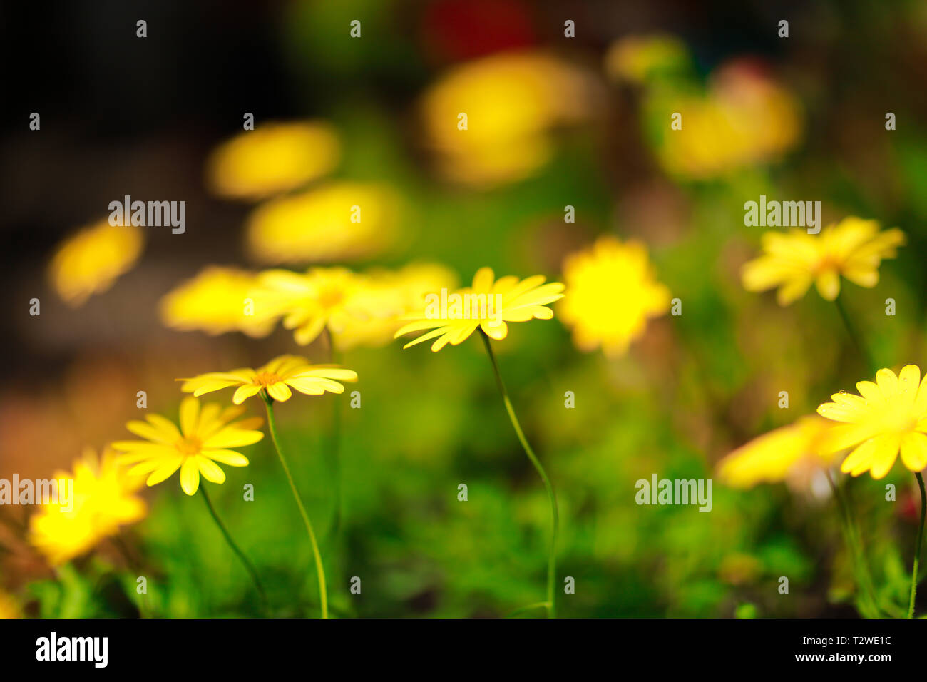 Yellow Summer Flowers Stock Photo
