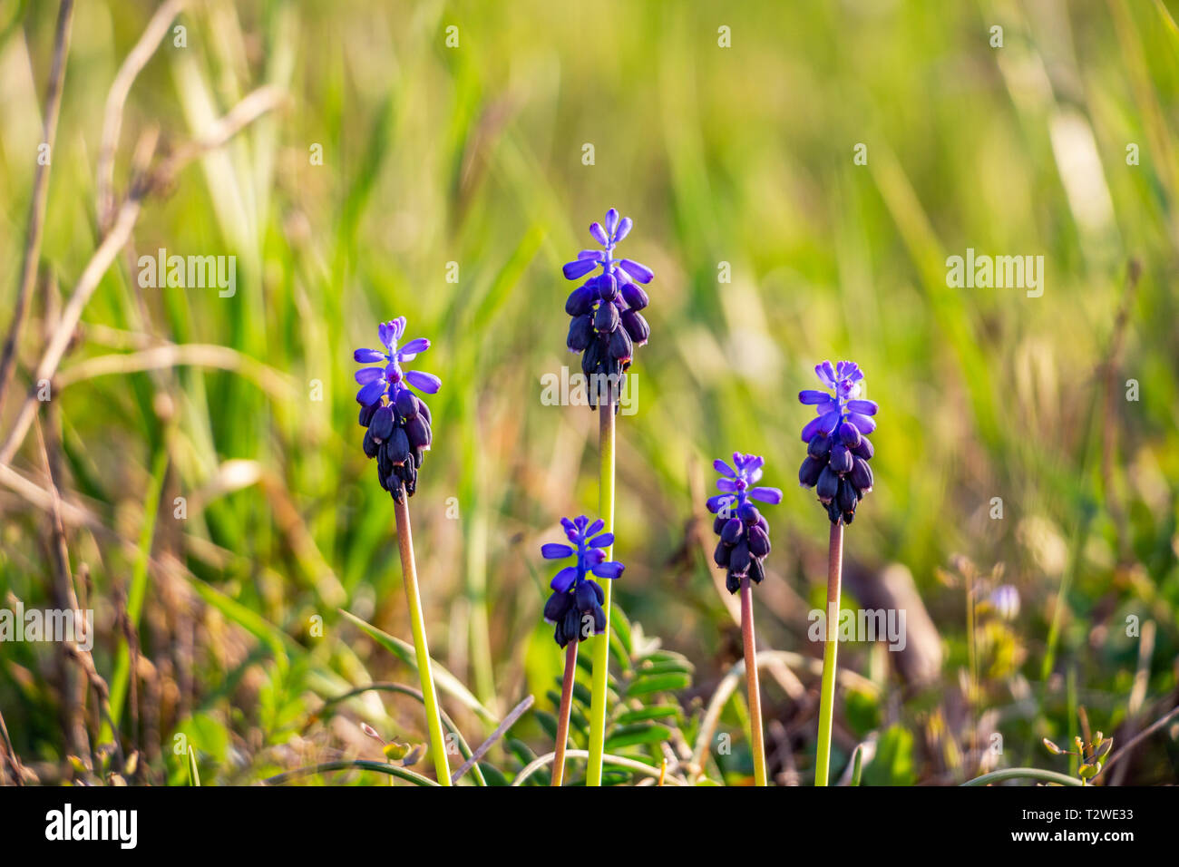 Close-up of March Muscari neglectum flowers on natural blurred background Stock Photo