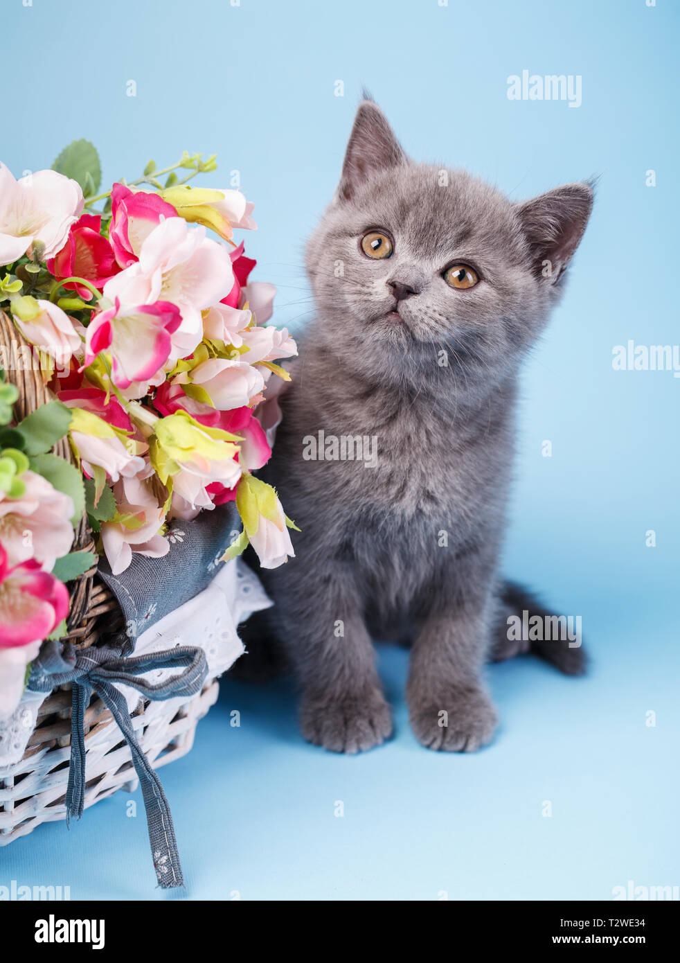 Scottish Straight Kitten The Cat Sits Next To A Basket With
