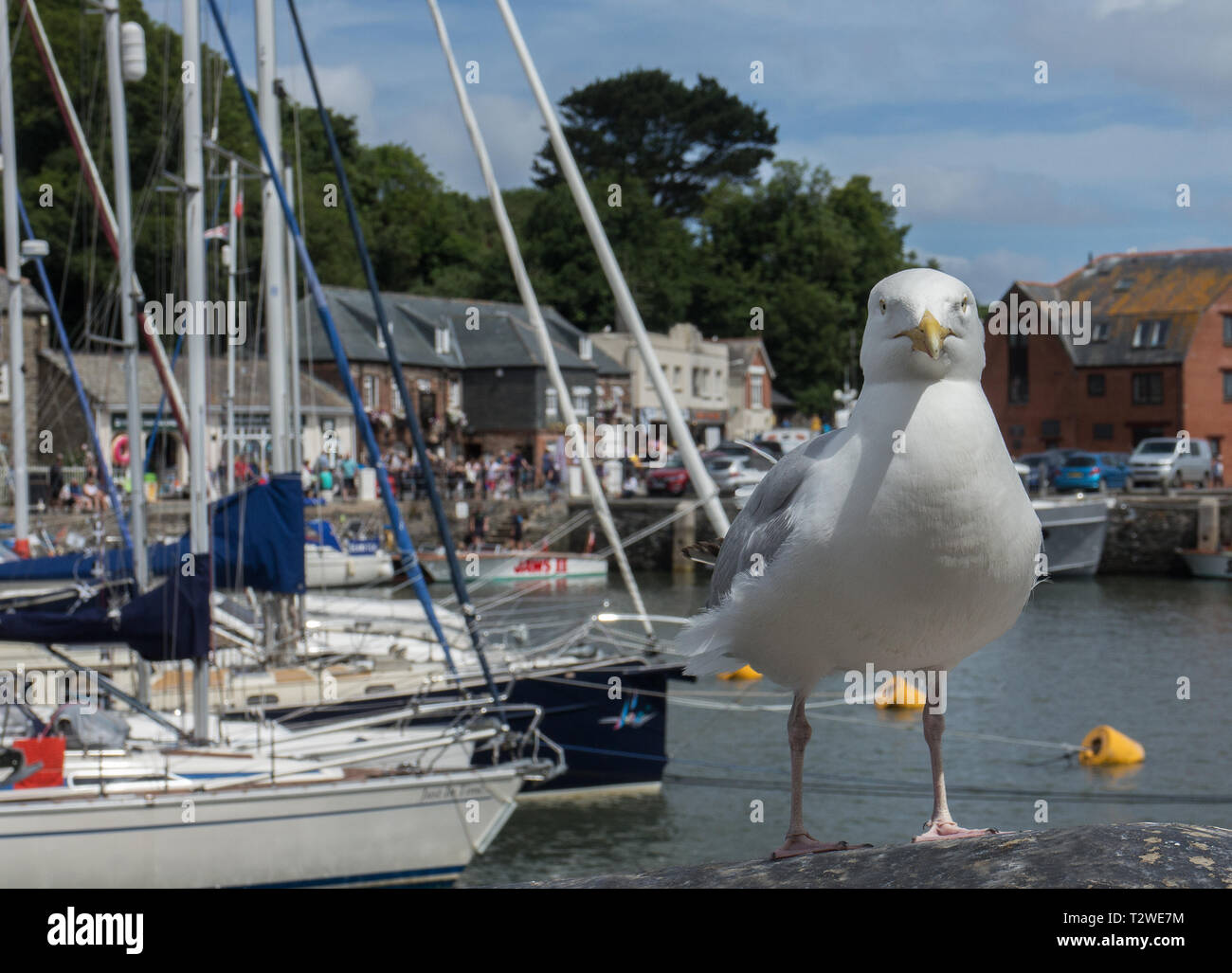 Seagull standing on harbour wall at Padstow, North Cornwall Stock Photo