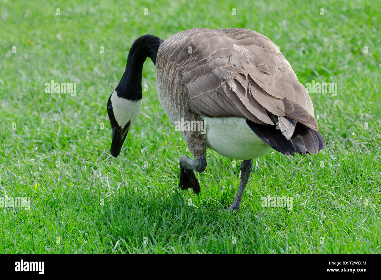 Geese Setting Canada geese in an urban setting during the summer Stock Photo - Alamy