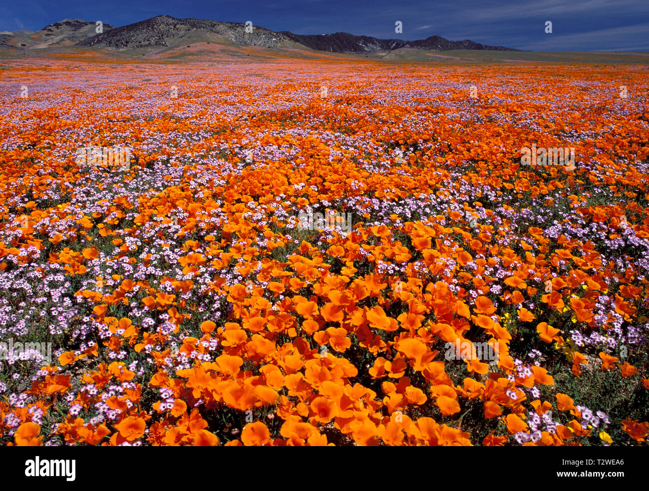 California poppies Eschscholtzia californica 'Super bloom' in the hills of southern California Stock Photo