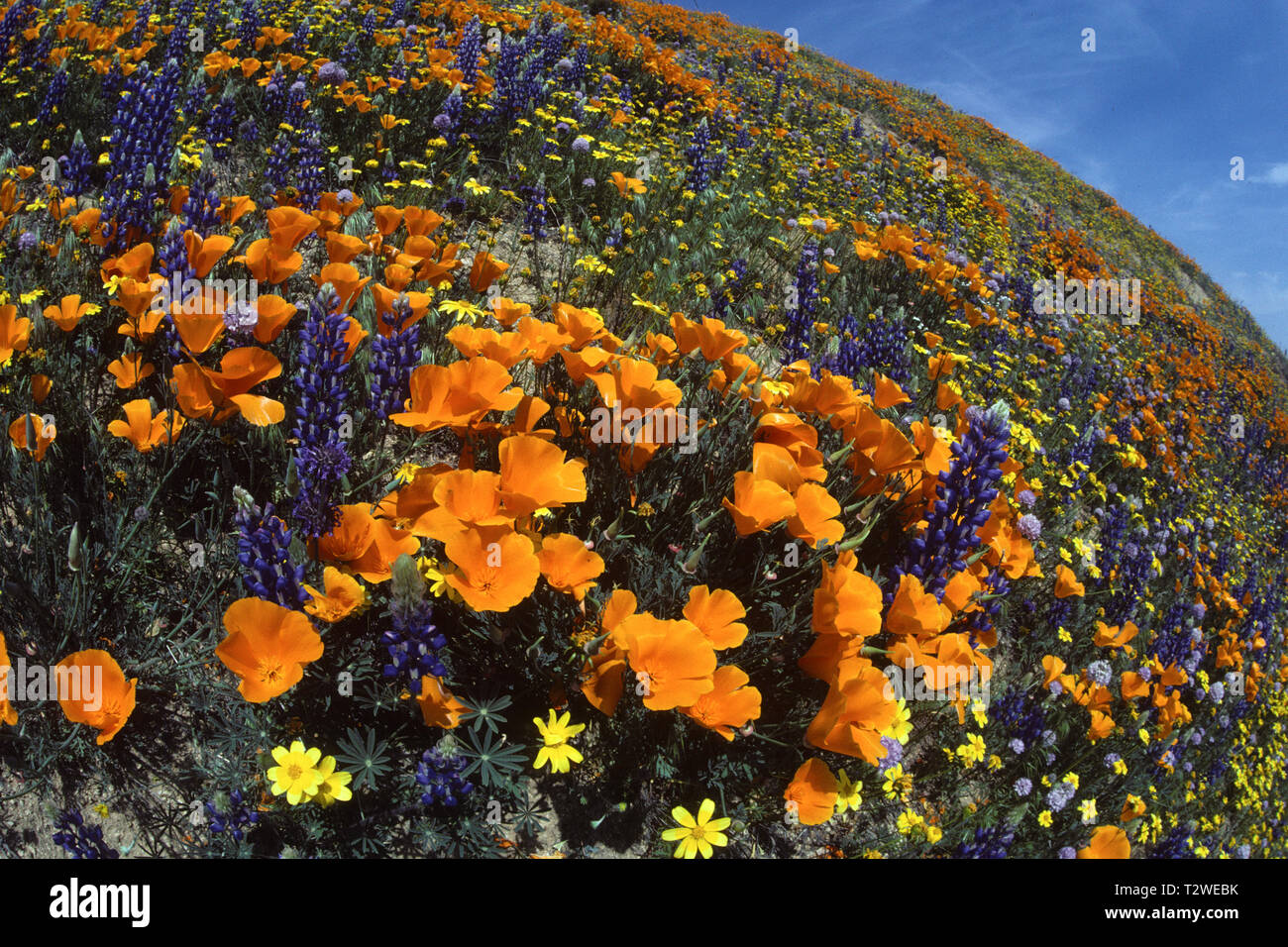 Poppy super bloom hires stock photography and images Alamy