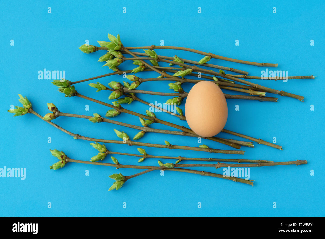 Vernal or Easter composition with egg and budding twigs on blue background, top view Stock Photo