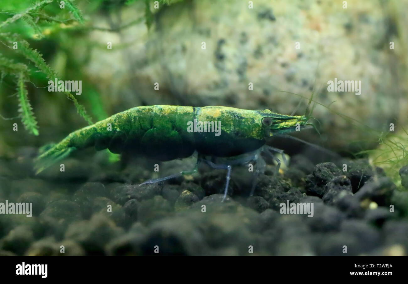 Neocaridina davidi or green jade shrimp in planted aquarium Stock Photo