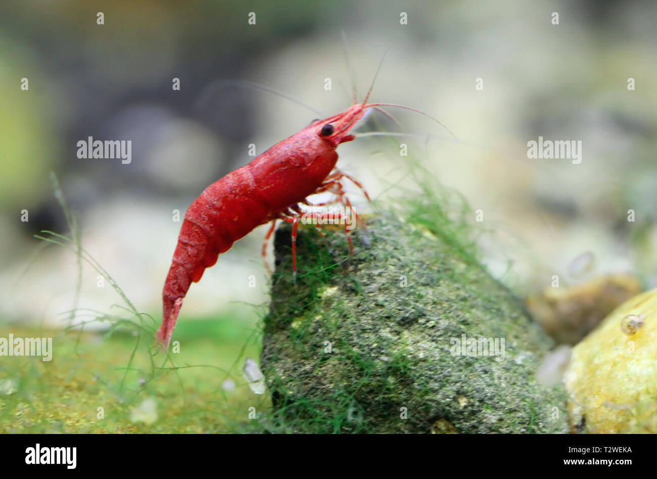 Red cherry shrimp in a planted aquarium Stock Photo