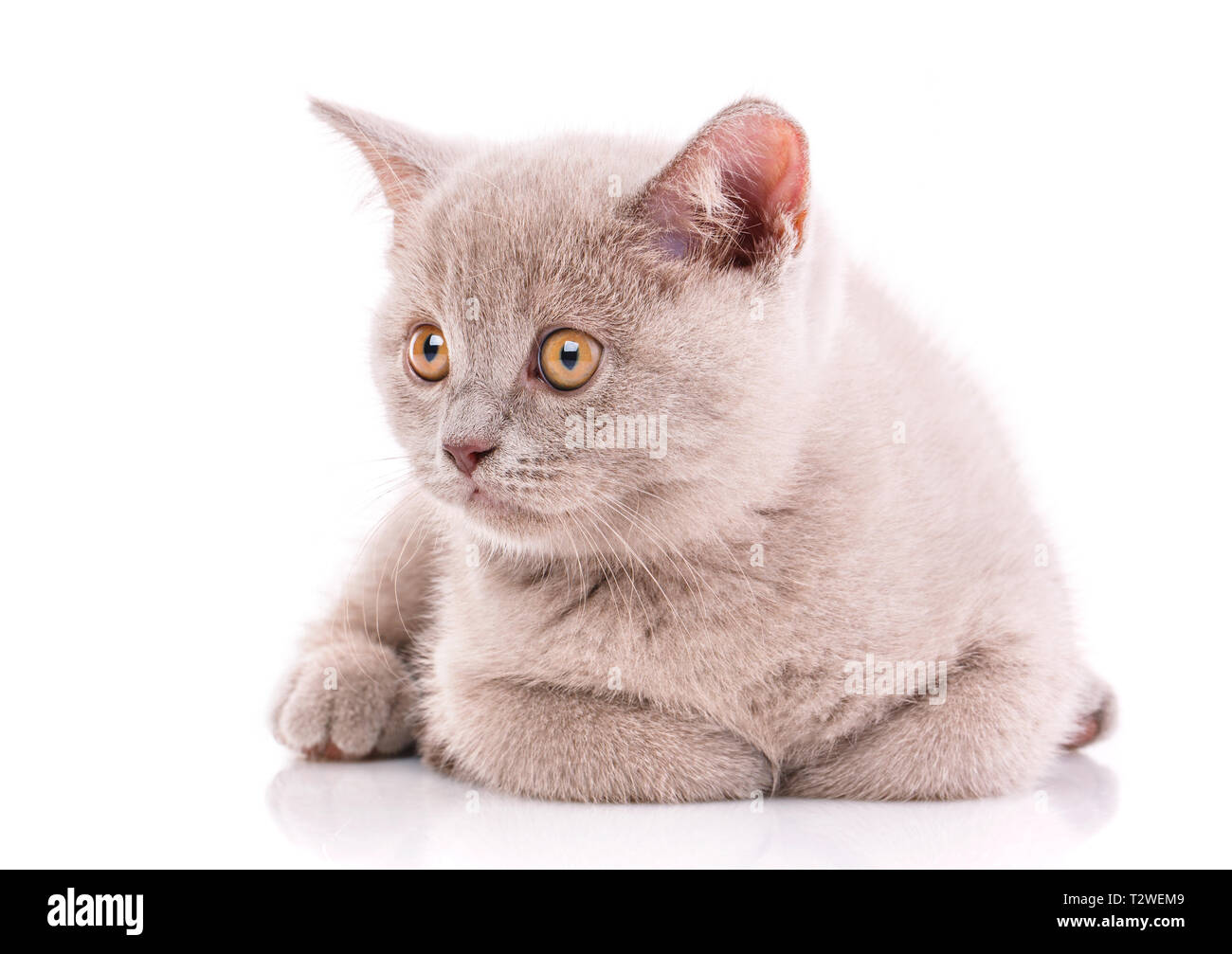 A funny, fluffy kitten listens attentively. Kitty is lying and looking to the left. Purebred kitten at the photo studio. Isolated on a white backgroun Stock Photo
