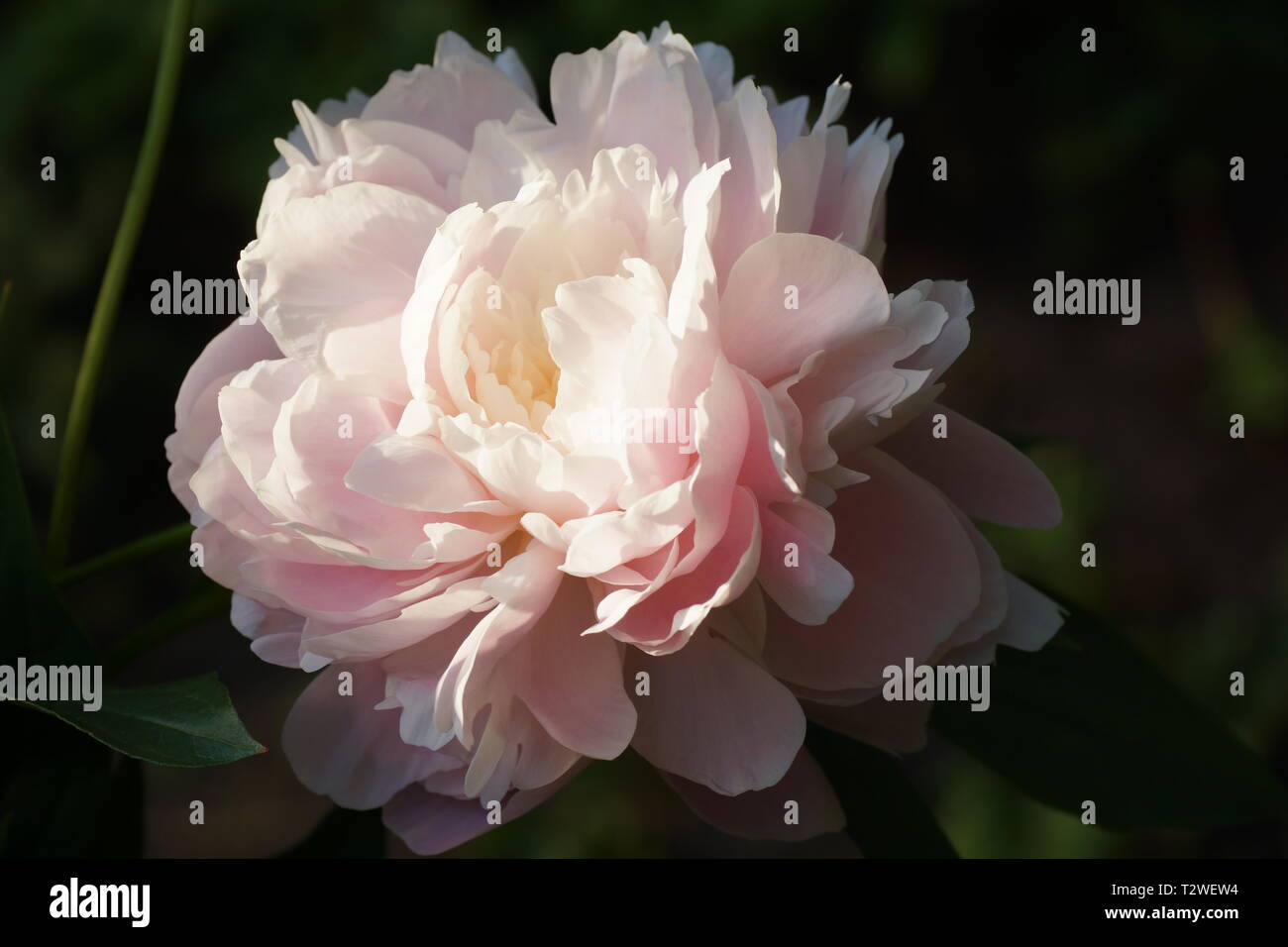 Peony Mrs. Franklin D. Roosevelt.  Double pink peony flower. Paeonia lactiflora (Chinese peony or common garden peony). Stock Photo