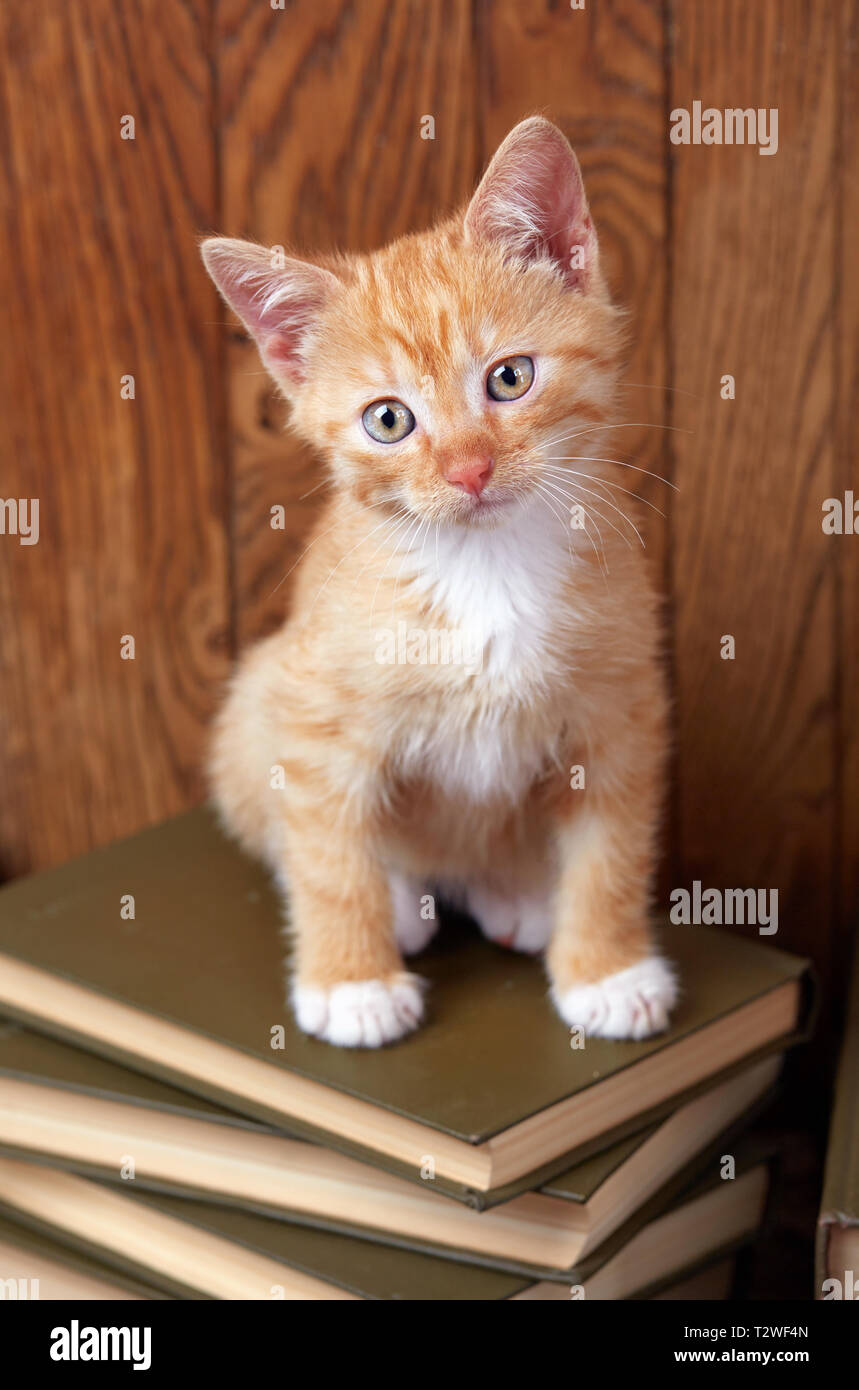 Cat in college library. Kitty is sitting on books Stock Photo - Alamy