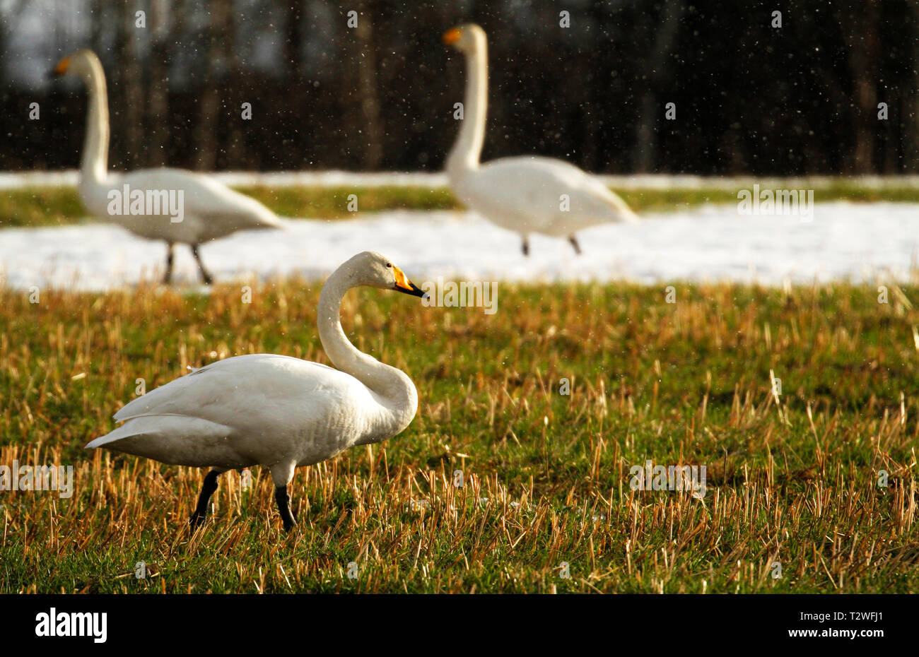Whooper swans, Cygnus cygnus, grazing and resting on the field after spring migration in Finland. Stock Photo
