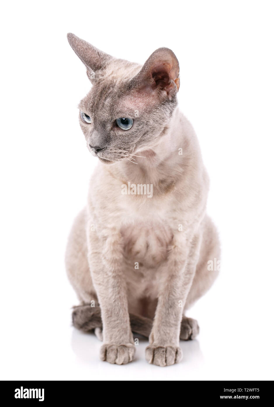 Devon-rex breed cat sits on a white background Stock Photo