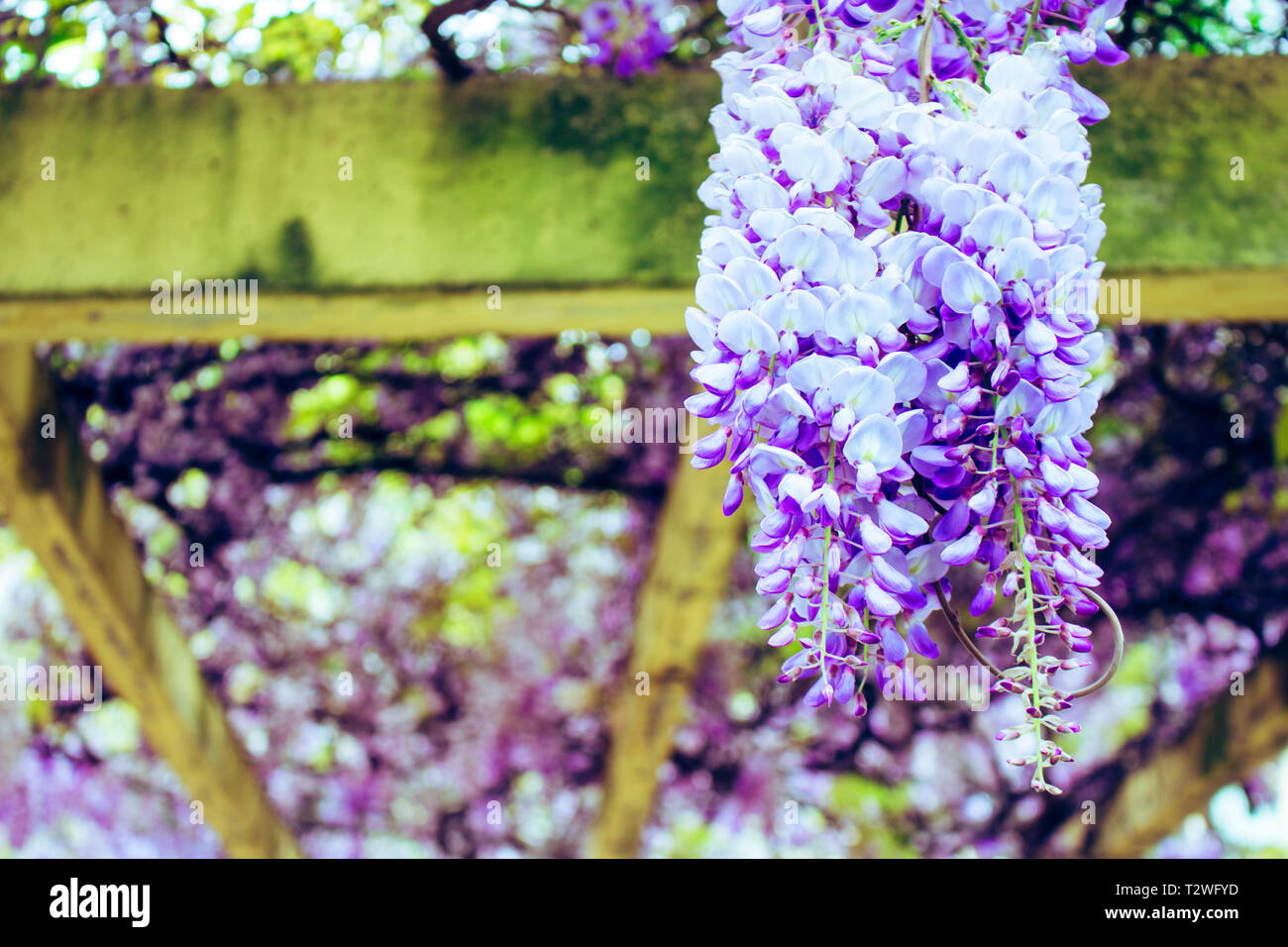 Acacia. Violet and white acacia, spring flowering plant Stock Photo - Alamy