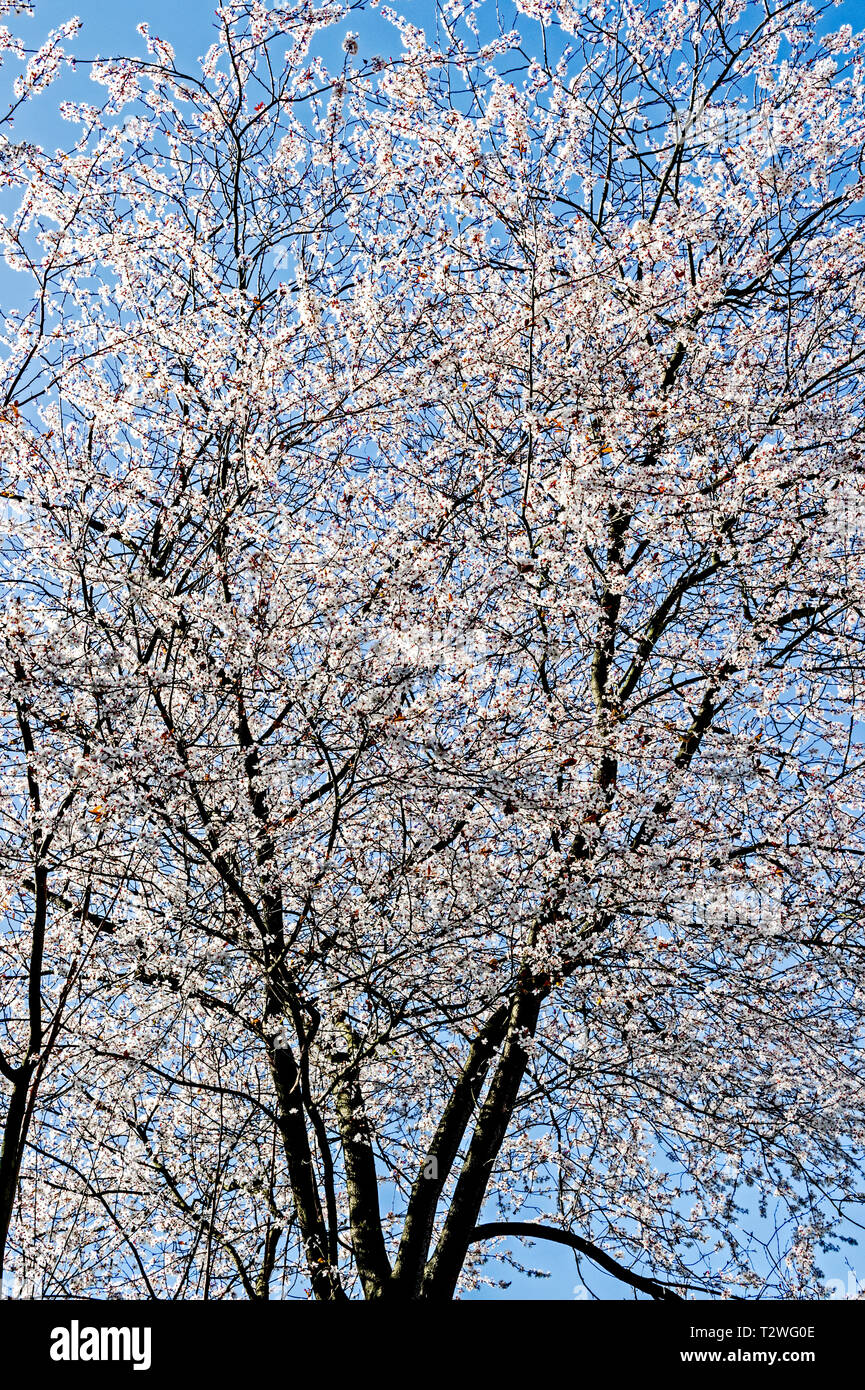 Bluehende Obstbaeume im fruehling; blossoms in spring Stock Photo