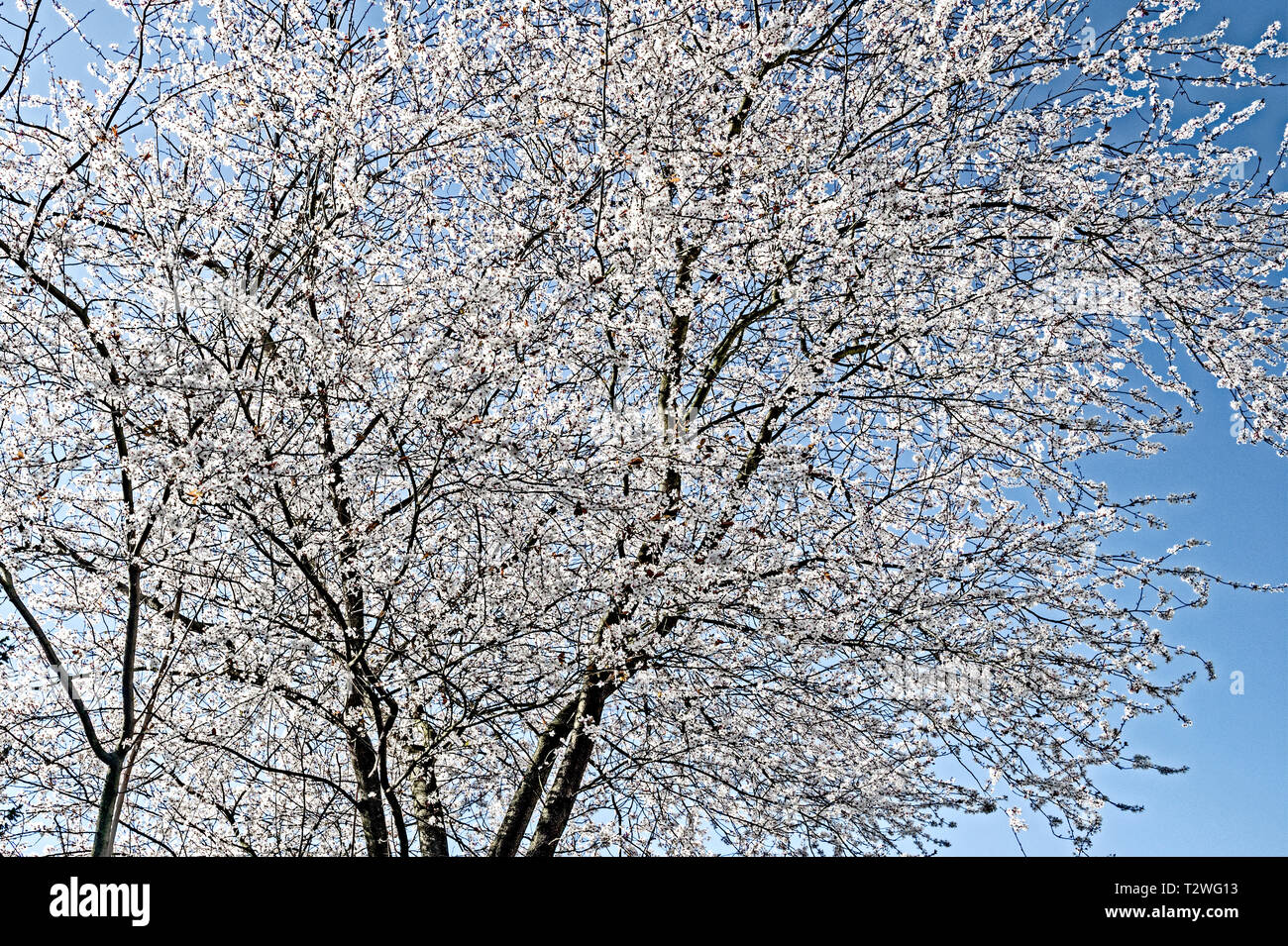 Bluehende Obstbaeume im fruehling; blossoms in spring Stock Photo