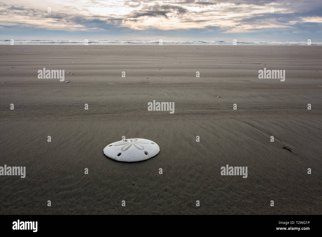 A sand dollar lays alone on a untouched pristine beach with the ocean in the distance. Stock Photo