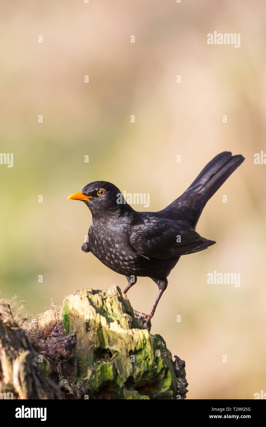 Detailed front view close up of wild UK blackbird (Turdus merula) isolated perched in winter sunshine, on tree stump in natural UK woodland setting. Stock Photo