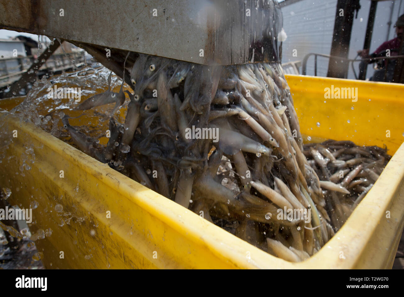 processing the daily squid catch in Monterey, California Stock Photo