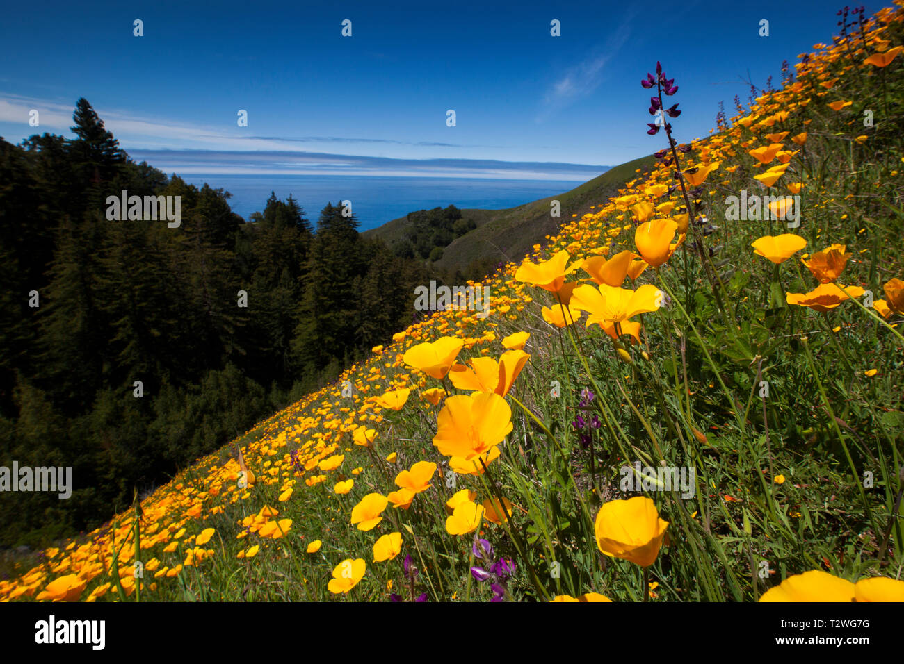 A hill of poppies in bloom on the california coast overlooking the ocean Stock Photo