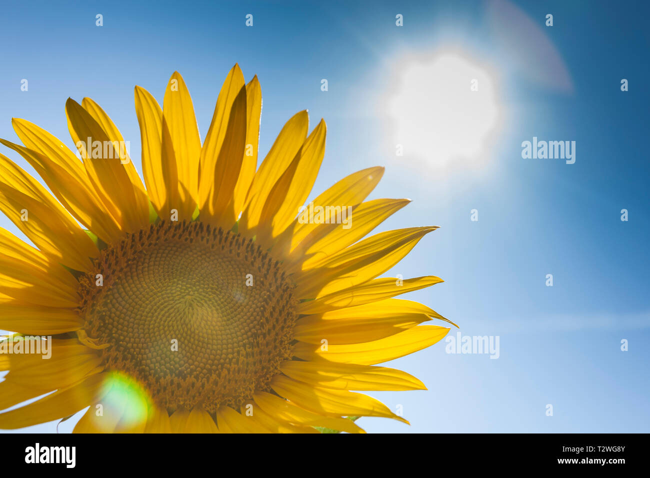 A sunflower blooming with the sun shining down Stock Photo