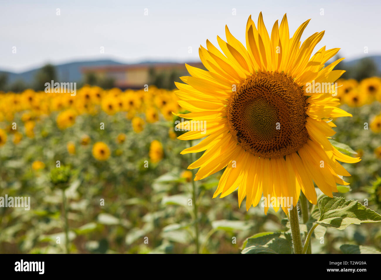 A sunflower blooming in a sunflower patch Stock Photo