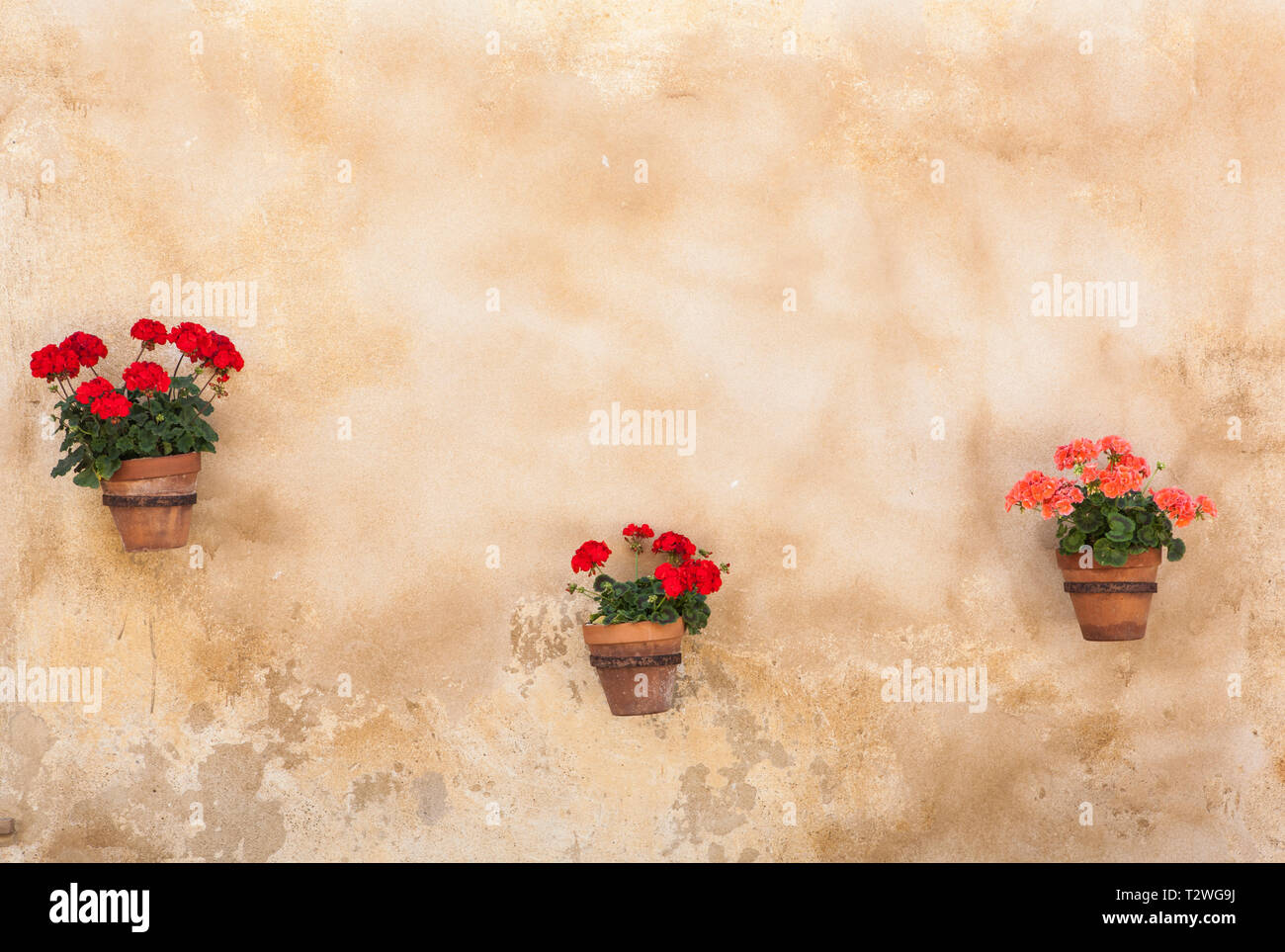 three flower pots mounted on a tan wall. Stock Photo
