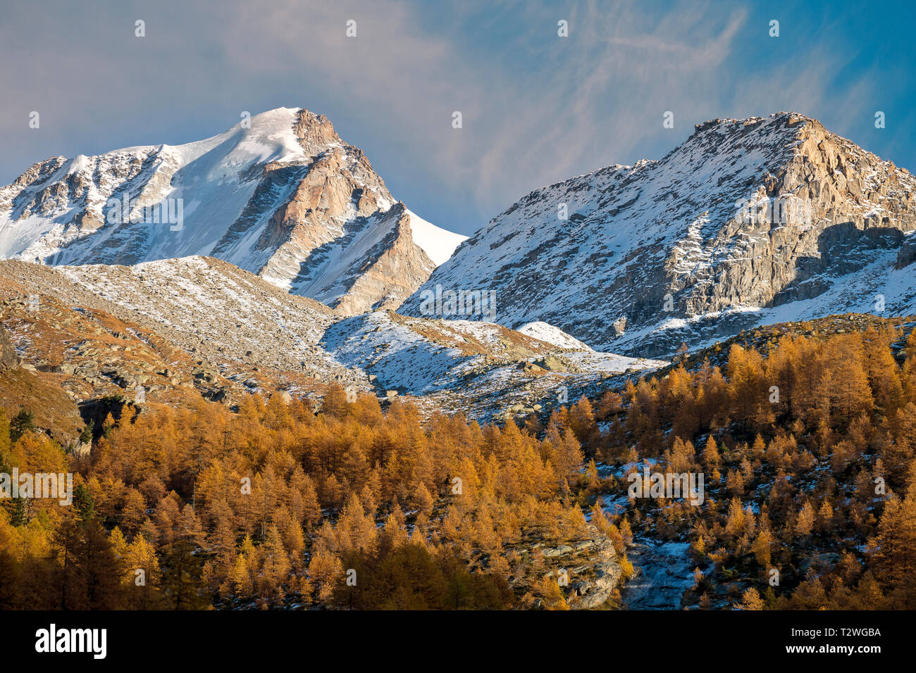 Italy, Valsavarenche, Gran Paradiso National Park, Massif du Grand Paradis, European larch forest in autumn, Gran Paradiso (Grand Paradis - 4.061 m) Stock Photo