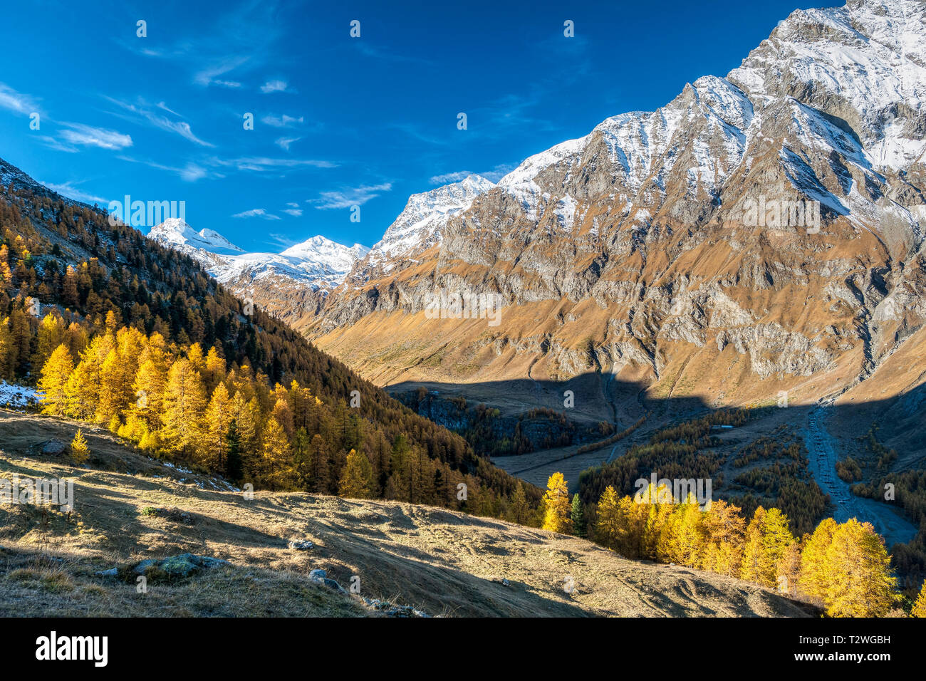 Italy, Aosta Valley, Gran Paradiso National Park, Rhemes Valley, La Grande Rousse (3.607 m) and Granta Parey (3.387 m) from Entrelor Plateau; European larches forest in autumn Stock Photo