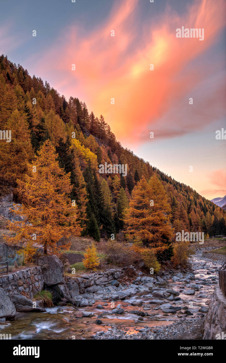 Italy, Valsavarenche, Gran Paradiso National Park, Massif du Grand Paradis, Savara stream,  European larch forest in autumn Stock Photo