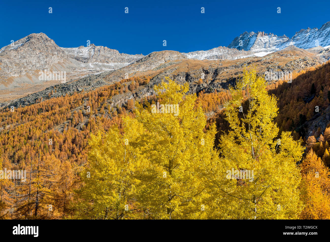 Italy, Valsavarenche, Gran Paradiso National Park, Massif du Grand Paradis, common aspen (Populus tremula) and European larch forest in autumn Stock Photo