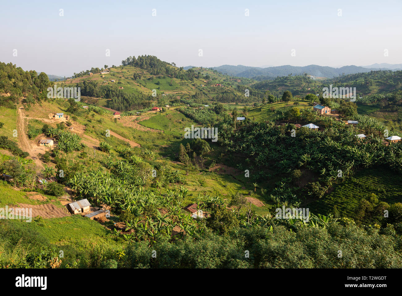 Banana and tea plantations in hill country north of Lake Bunyonyi in South West Uganda, East Africa Stock Photo