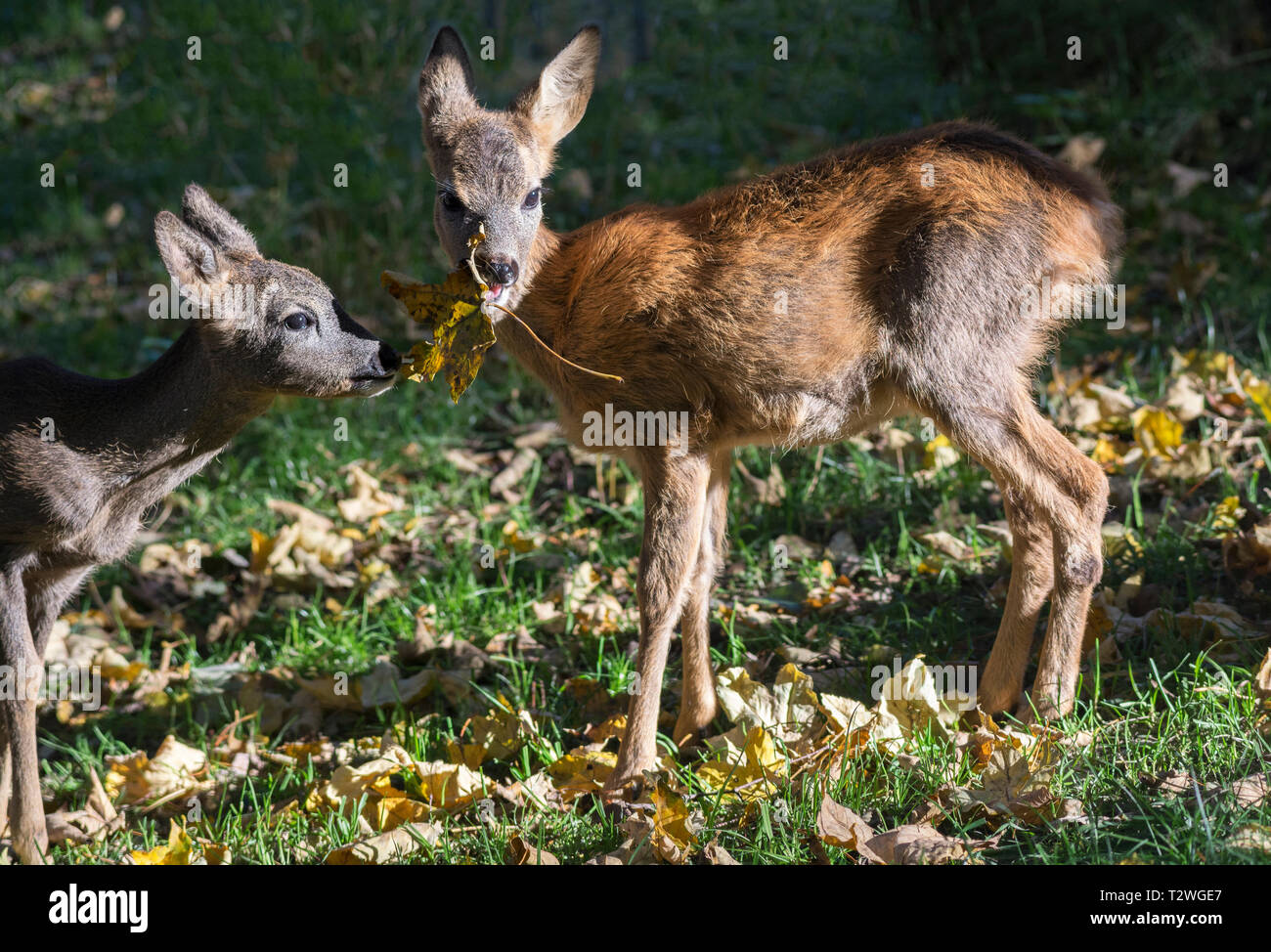 European roe deer (Capreolus capreolus) Stock Photo