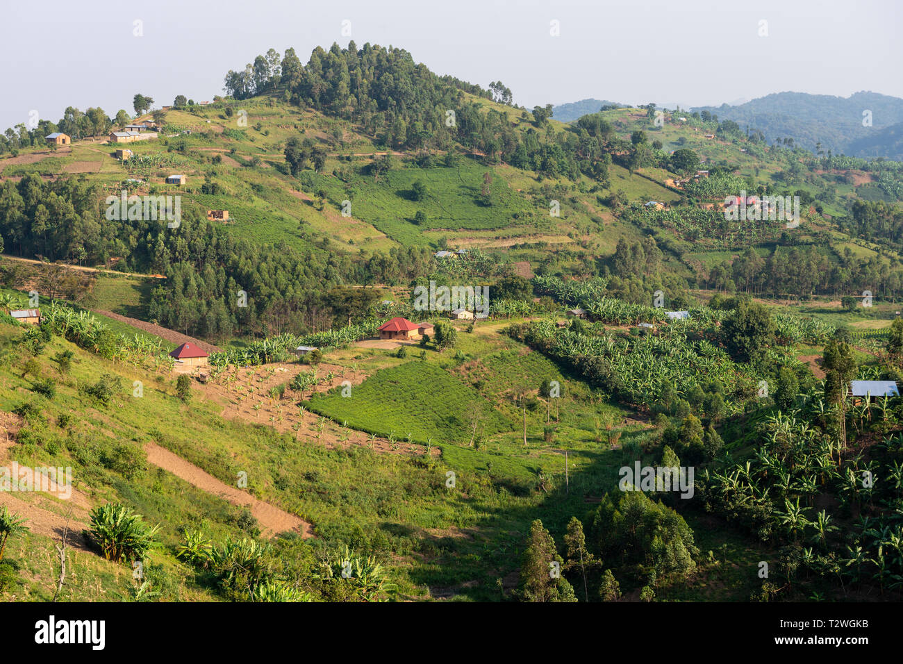 Banana and tea plantations in hill country north of Lake Bunyonyi in South West Uganda, East Africa Stock Photo
