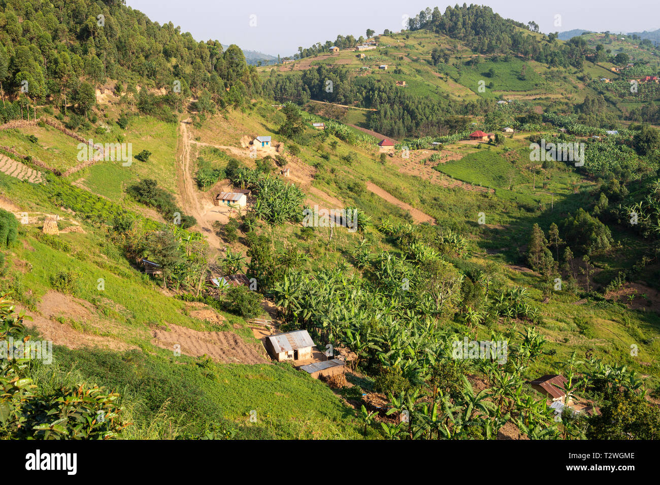 Banana and tea plantations in hill country north of Lake Bunyonyi in South West Uganda, East Africa Stock Photo