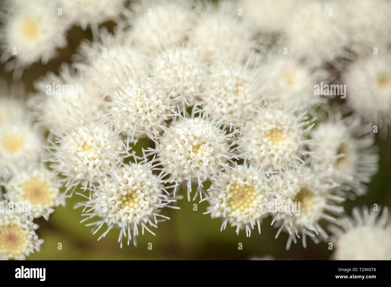 Flora of Gran Canaria - Ageratina adenophora, crofton weed, introduced species Stock Photo