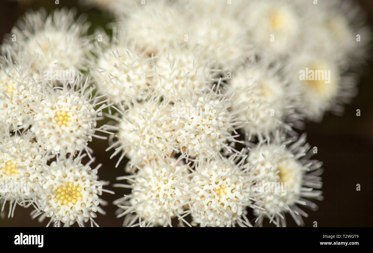 Flora of Gran Canaria - Ageratina adenophora, crofton weed, introduced species Stock Photo