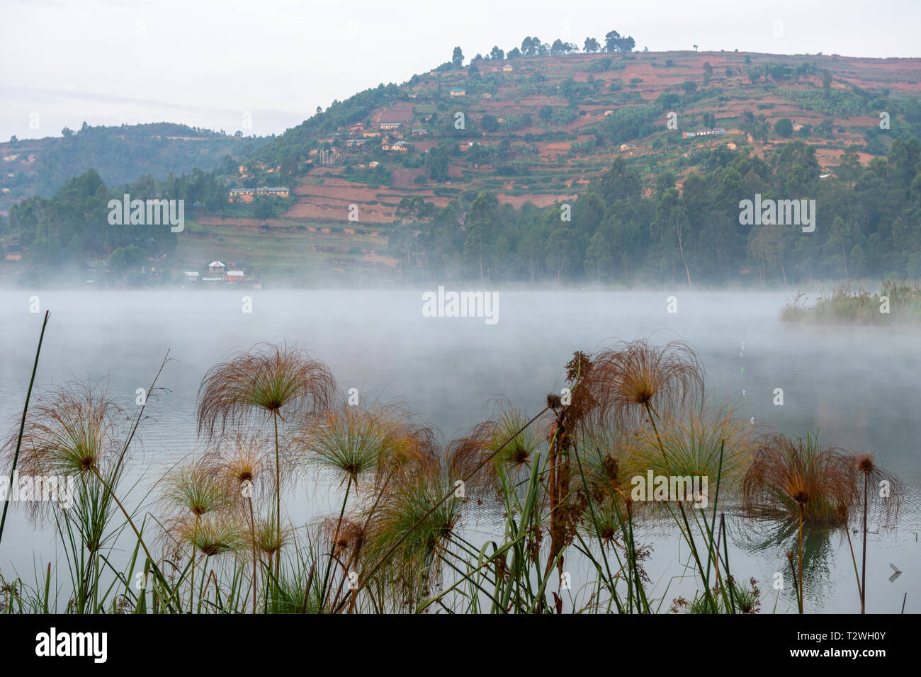 Early morning mist rising from Lake Bunyonyi with Papyrus grass in foreground, South West Uganda, East Africa Stock Photo