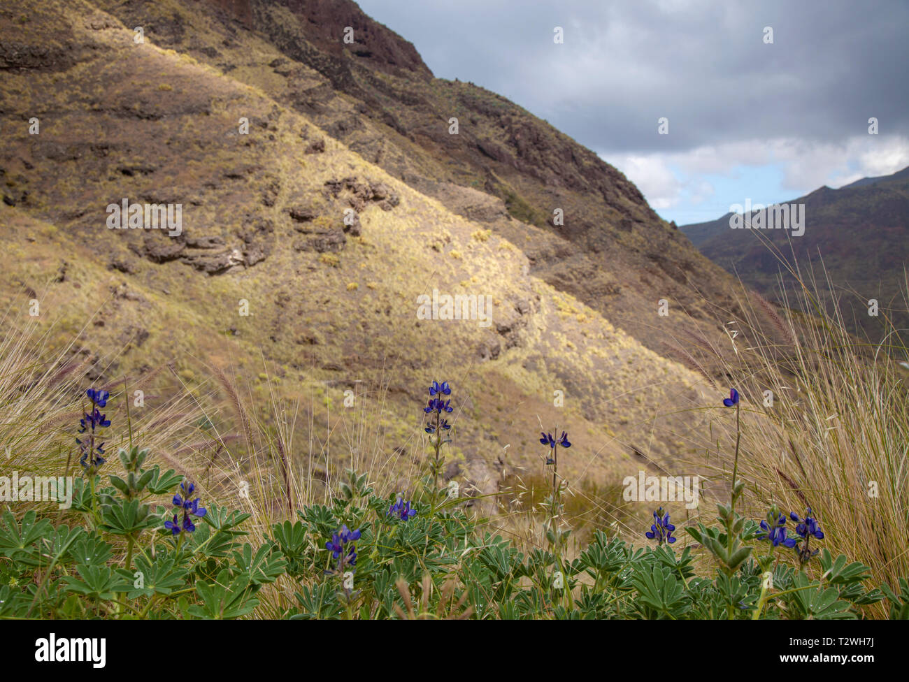 Flora of Gran Canaria - Lupinus angustifolius, narrowleaf lupin Stock Photo