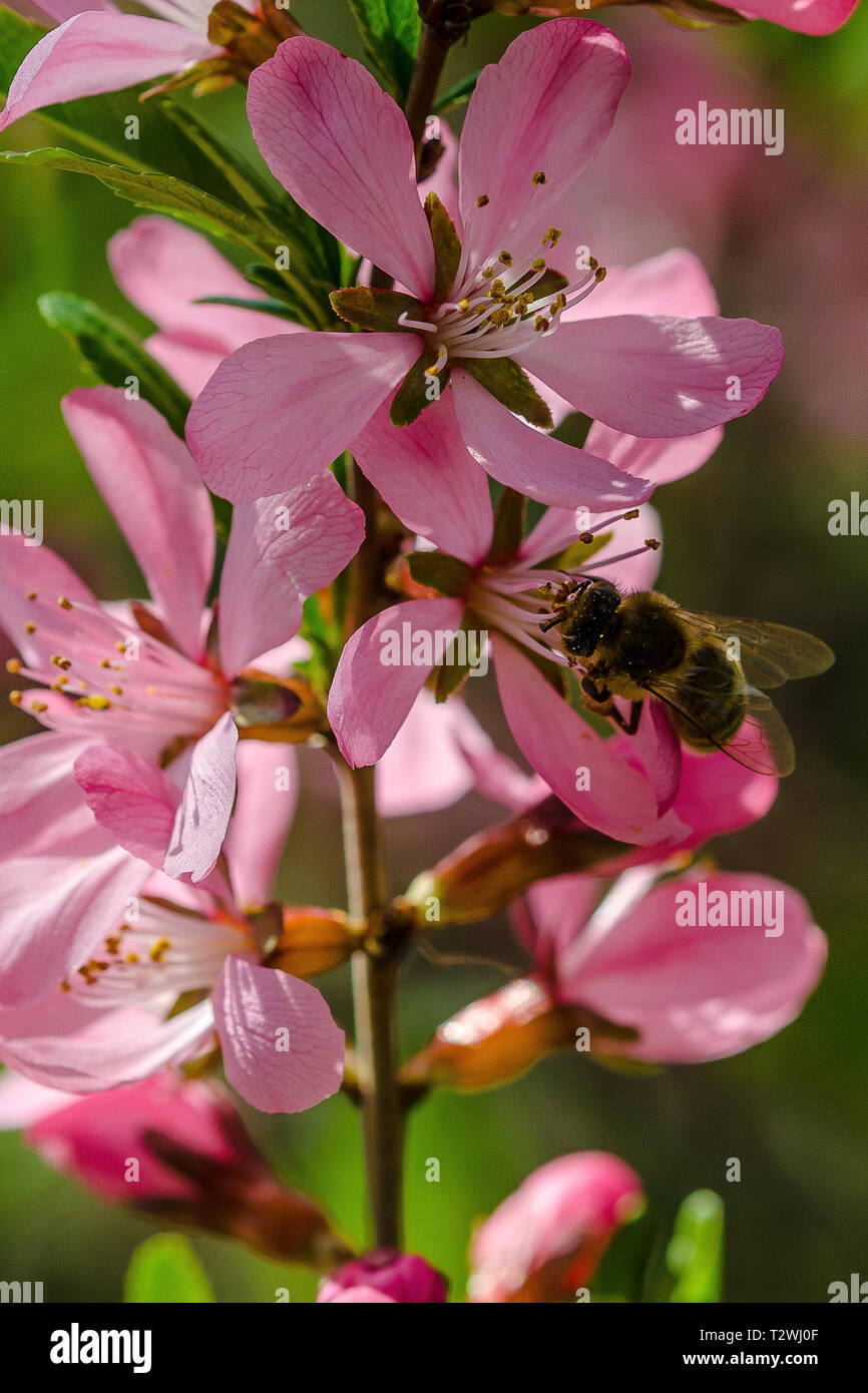 honey bee collecting pollen at a shrub with pink blossoms Stock Photo