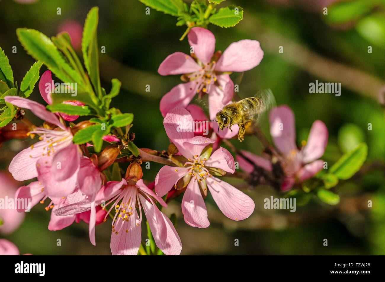 honey bee collecting pollen at a shrub with pink blossoms Stock Photo