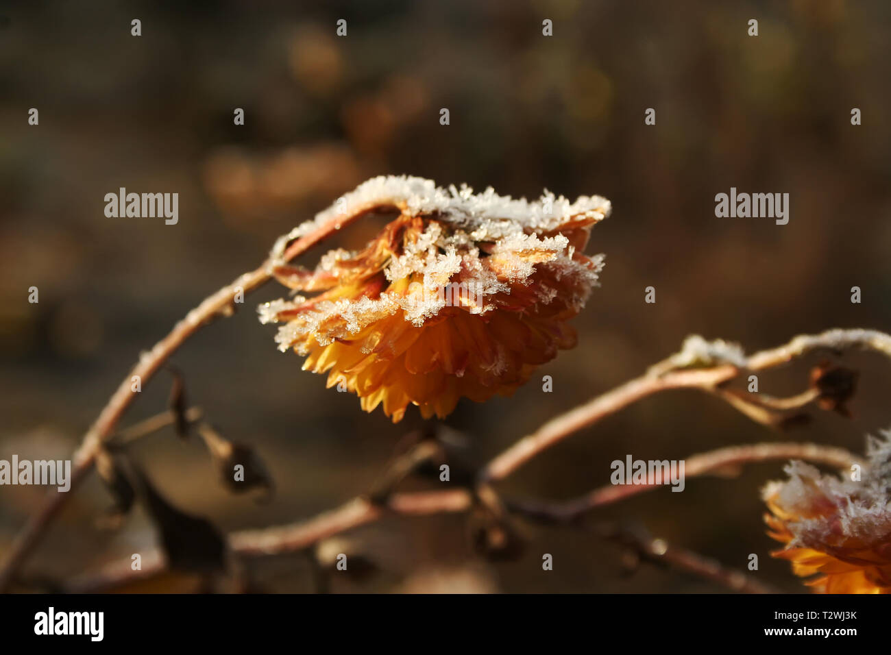 yellow chrysanthemums covered snow. yellow flowers are covered with frost Stock Photo Alamy