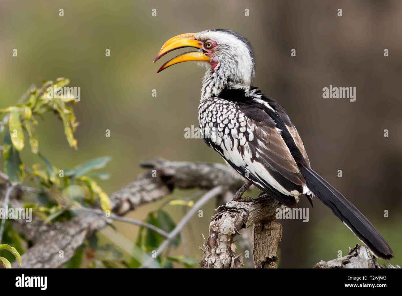 Yellow Billed Horn Bill,Tockus Leucomelas, sitting on a branch in the Kruger National Park Stock Photo